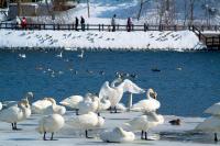 冬にたくさんの白鳥が訪れる下田公園の様子