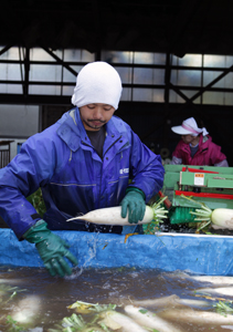 写真：農業を継いで10年目を迎えた松林彰彦さん（27）＝木ノ下＝。早朝に収穫したダイコンを、手慣れた様子で洗浄する。 