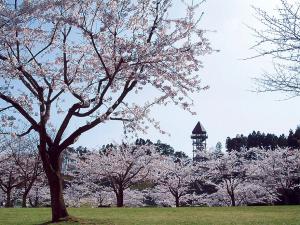 下田公園に咲く満開の桜