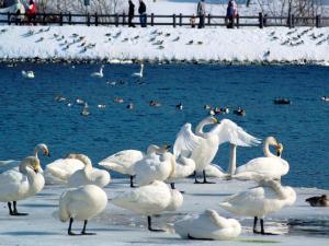 下田公園内の間木堤に飛来するハクチョウ