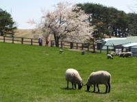 カワヨグリーン牧場に放牧されている羊