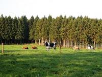 カワヨグリーン牧場に放牧されている牛