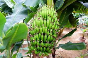 観光農園アグリの里おいらせで栽培されているバナナの写真です。