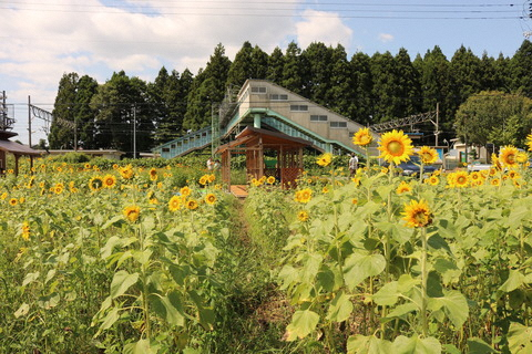 満開のひまわり畑から向山駅ホームを見た写真です。