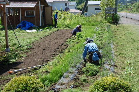 ひまわり畑の草刈りや手作業で整備を行っている写真です。