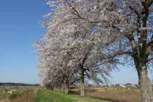 木内々づつみの桜並木