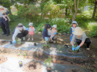 菜園で野菜やハーブの苗を植えている様子の写真です