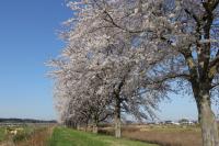 木内々づつみの桜並木